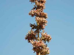 Kalanchoe thyrsiflora flower