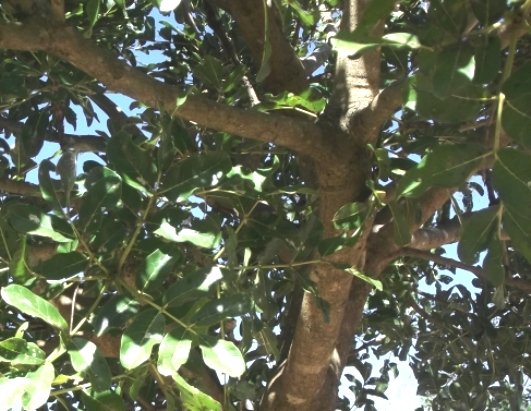 Kigelia africana branches