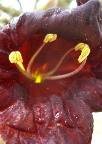 Kigelia africana anthers