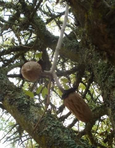 Kigelia africana fruity beginnings