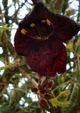 Kigelia africana flower and buds