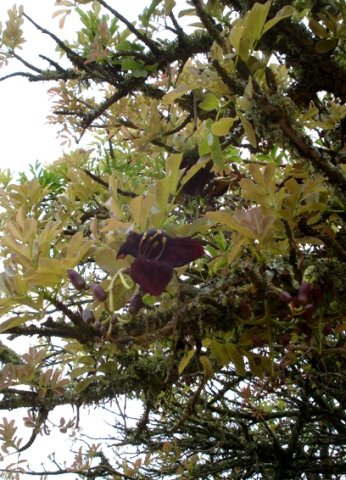 Kigelia africana new growth