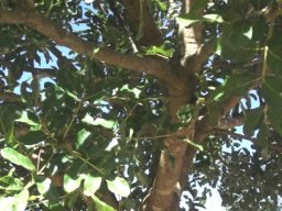 Kigelia africana branches
