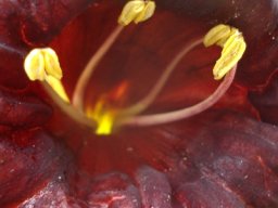 Kigelia africana anthers