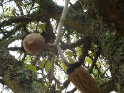 Kigelia africana fruity beginnings