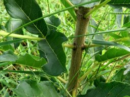 Kigelia africana leaf stalks