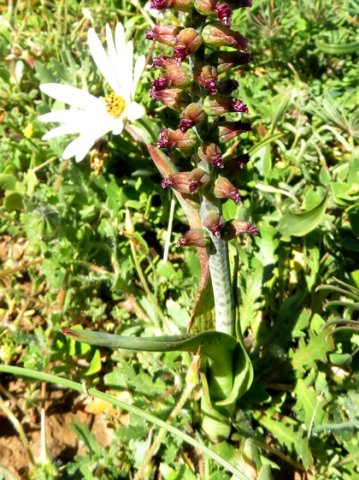 Lachenalia canaliculata leaf bases sheathing the stem