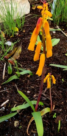 Lachenalia flava