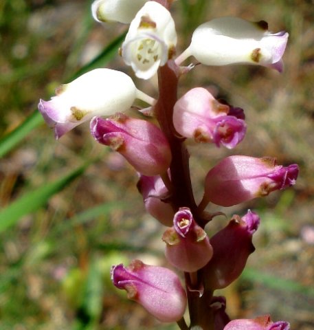Lachenalia peersii flowers