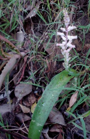 Lachenalia rosea leaf blotches