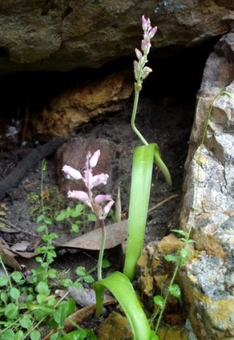Lachenalia rosea unmarked leaves
