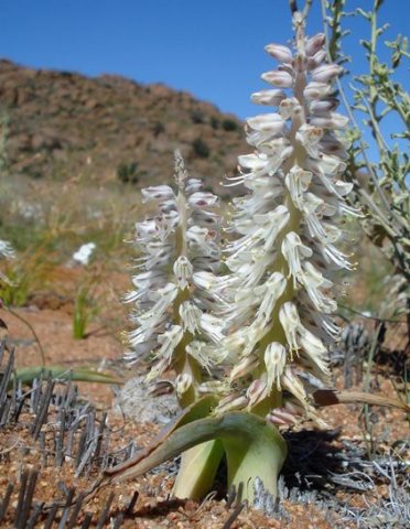 Lachenalia xerophila flowers