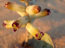 Lachenalia buchubergensis flowers
