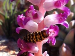 Lachenalia carnosa being eaten