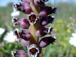 Lachenalia suaveolens flowers