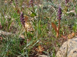 Lachenalia suaveolens in numbers
