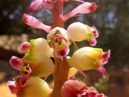 Lachenalia membranacea successful and failed flowers