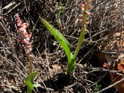 Lachenalia membranacea pointed leaf