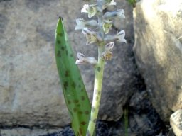 Lachenalia obscura
