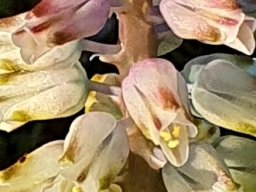 Lachenalia pallida perianth colour change