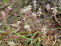 Lachenalia peersii leaves