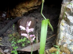 Lachenalia rosea unmarked leaves
