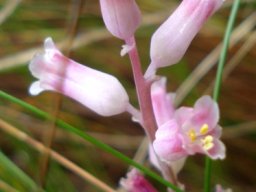 Lachenalia rosea