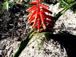 Lachenalia punctata two leaves
