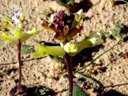 Lachenalia trichophylla flowering
