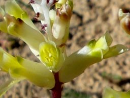 Lachenalia trichophylla flowers