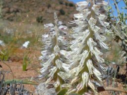 Lachenalia xerophila flowers