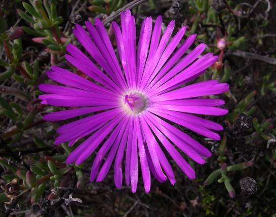Lampranthus haworthii flower