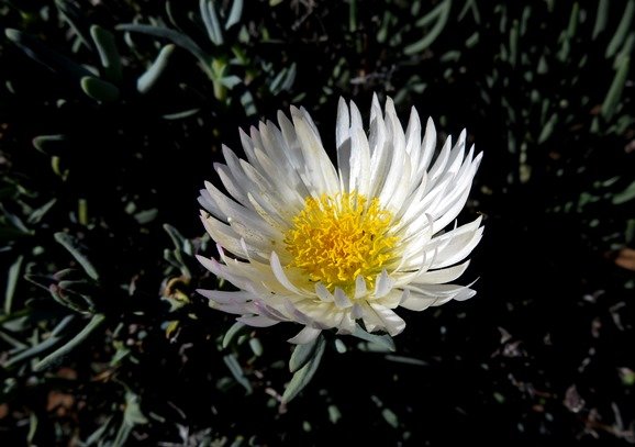 Lampranthus species, Namaqualand