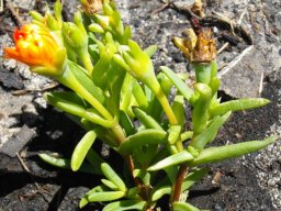 Lampranthus