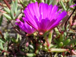 Lampranthus coralliflorus leaves