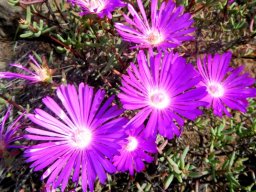 Lampranthus coralliflorus flowers