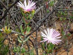 Lampranthus haworthii leaves and pale flowers