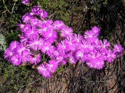 Lampranthus haworthii