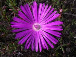 Lampranthus haworthii flower