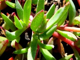 Lampranthus reptans leaves