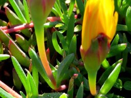 Lampranthus reptans