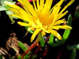 Lampranthus reptans flower