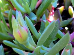Lampranthus reptans bud