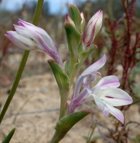 Lapeirousia divaricata curving floral bracts
