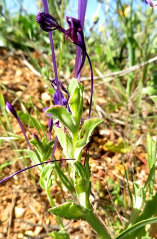 Lapeirousia jacquinii flower bracts and tubes