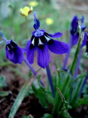 Lapeirousia oreogena erect anthers