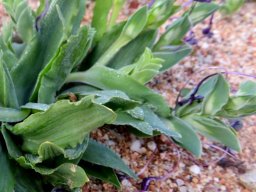 Lapeirousia jacquinii leaves and bracts