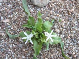 Lapeirousia plicata subsp. effurcata