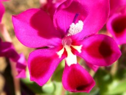 Lapeirousia silenoides flower
