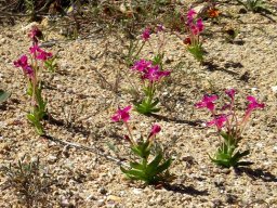 Lapeirousia silenoides in the spring parade